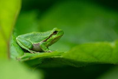 Padder og krybdyr Bulgarien — 1