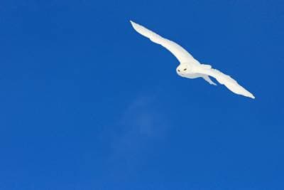 Sneuglen i Canada — 10