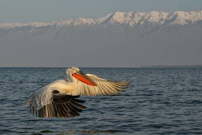 Gribbe og pelikaner — 7