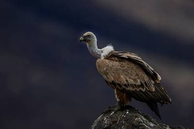 Gribbe og pelikaner — 9