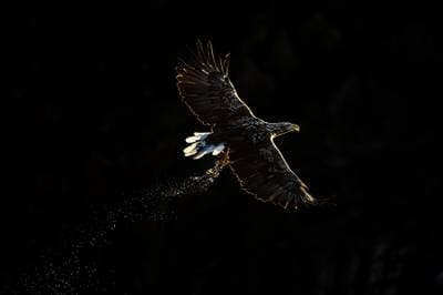 Ørnenes rige efterårsfarver — 1