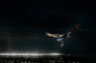 Ørnenes rige efterårsfarver — 3