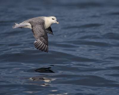 Søpapegøjer på Runde — 43