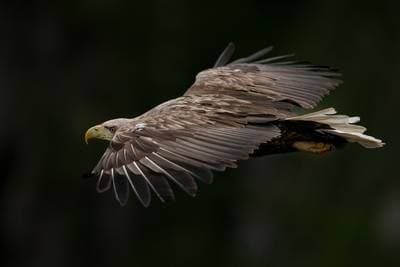 Søpapegøjer på Runde — 44