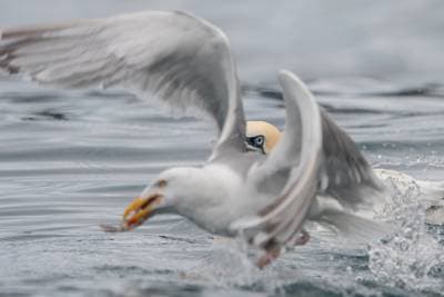 Søpapegøjer på Runde — 45