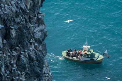 Søpapegøjer på Runde — 46