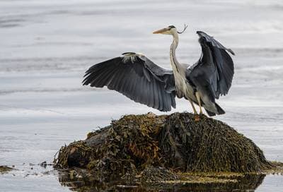 Søpapegøjer på Runde — 48