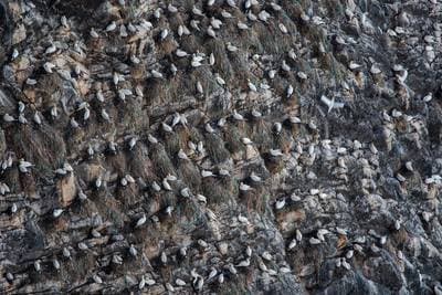 Søpapegøjer på Runde — 1