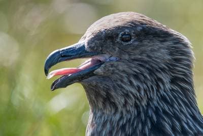 Søpapegøjer på Runde — 2
