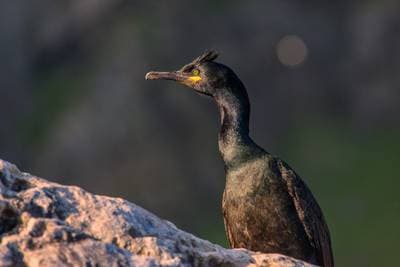 Søpapegøjer på Runde — 4