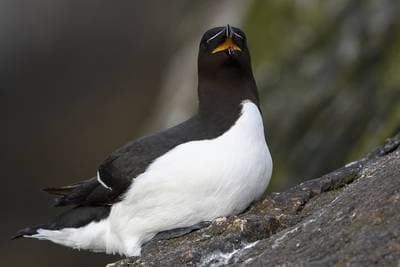 Søpapegøjer på Runde — 34