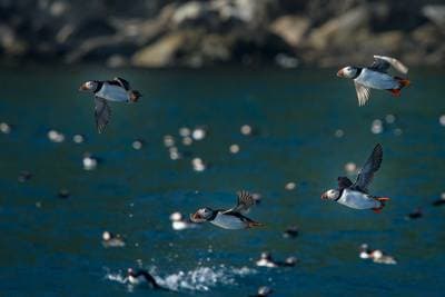 Søpapegøjer på Runde — 5