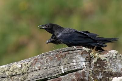 Søpapegøjer på Runde — 13