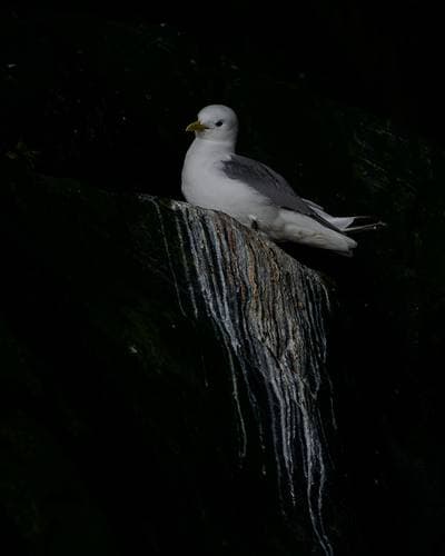 Søpapegøjer på Runde — 14