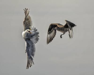 Søpapegøjer på Runde — 35