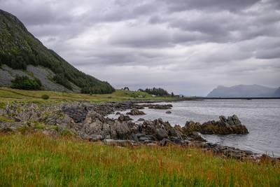 Søpapegøjer på Runde — 21