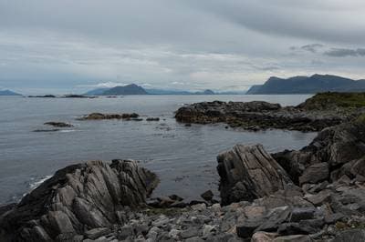 Søpapegøjer på Runde — 23