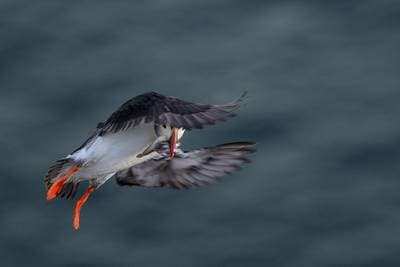 Søpapegøjer på Runde — 25