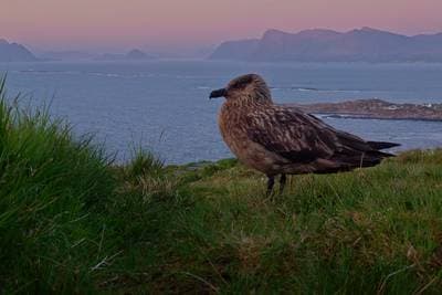 Søpapegøjer på Runde — 28