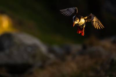 Søpapegøjer på Runde — 31