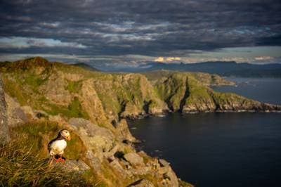 Søpapegøjer på Runde — 32