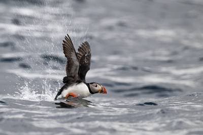 Søpapegøjer på Runde — 33