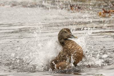 Søpapegøjer på Runde — 37
