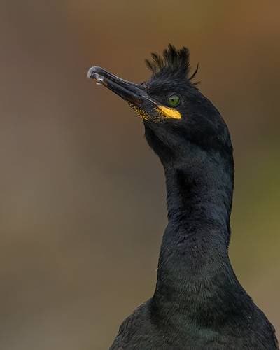 Søpapegøjer på Runde — 38