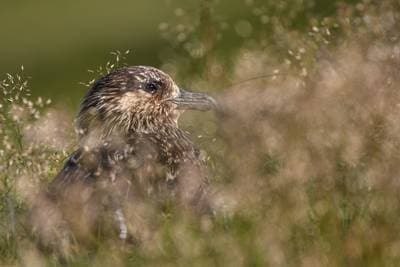 Søpapegøjer på Runde — 40