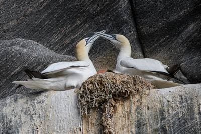 Søpapegøjer på Runde — 41