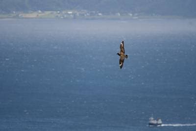 Søpapegøjer på Runde — 42