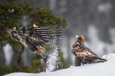 Vinter i ørnerigtet