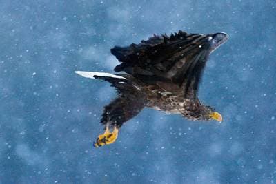 Vinter i ørnerigtet — 10