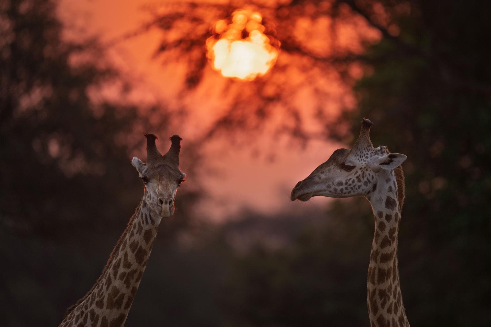South Luangwa — 40