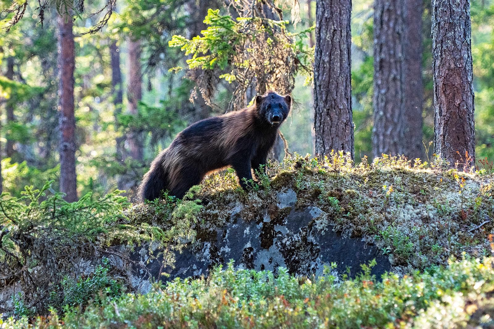 Bjørne og ulve i klassiske finske marker — 19