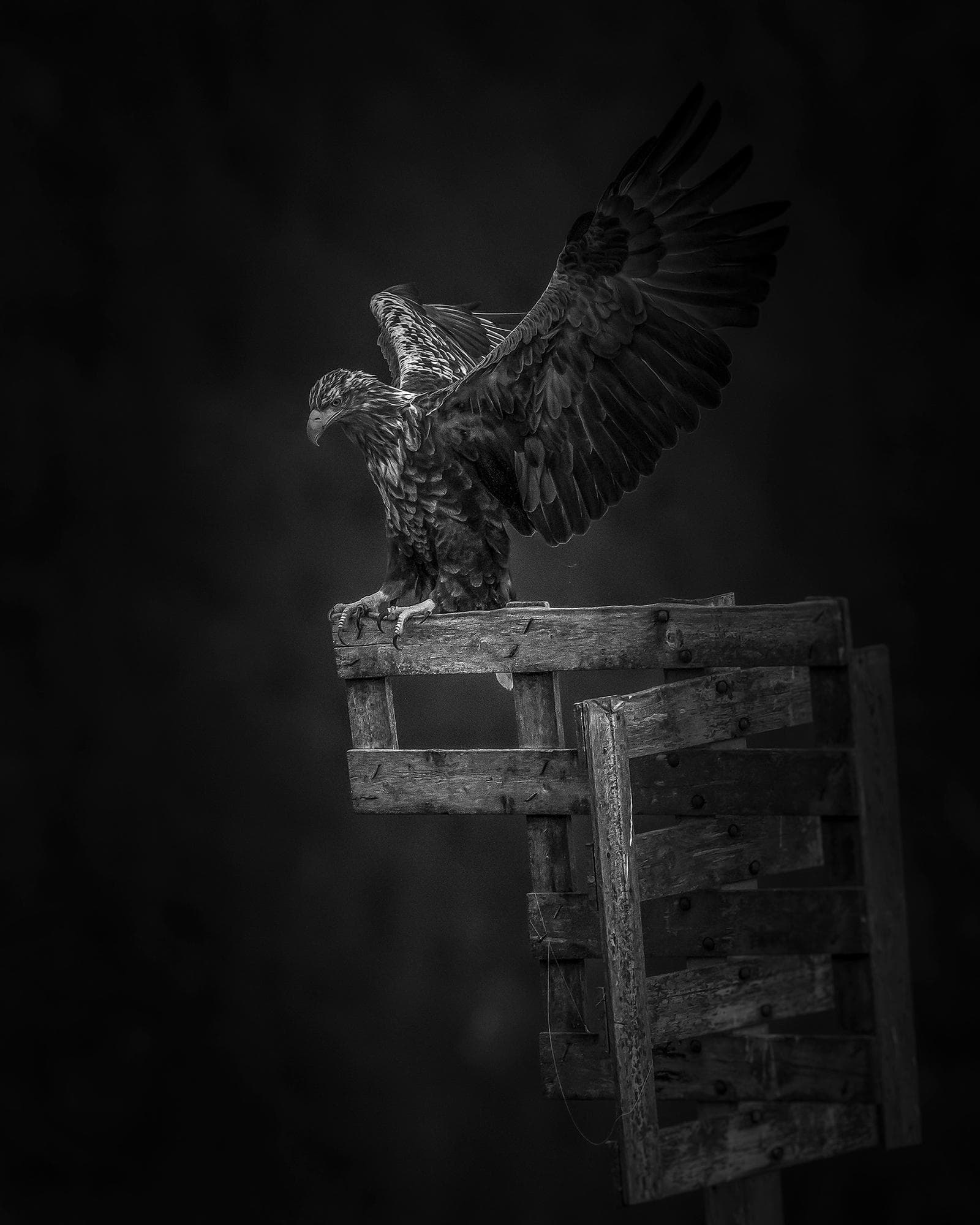 Vinter i ørnerigtet — 19