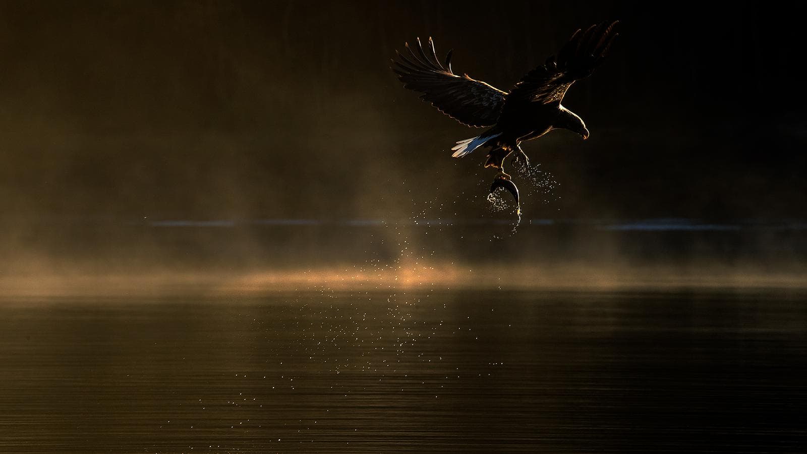 Vinter i ørnerigtet — 6