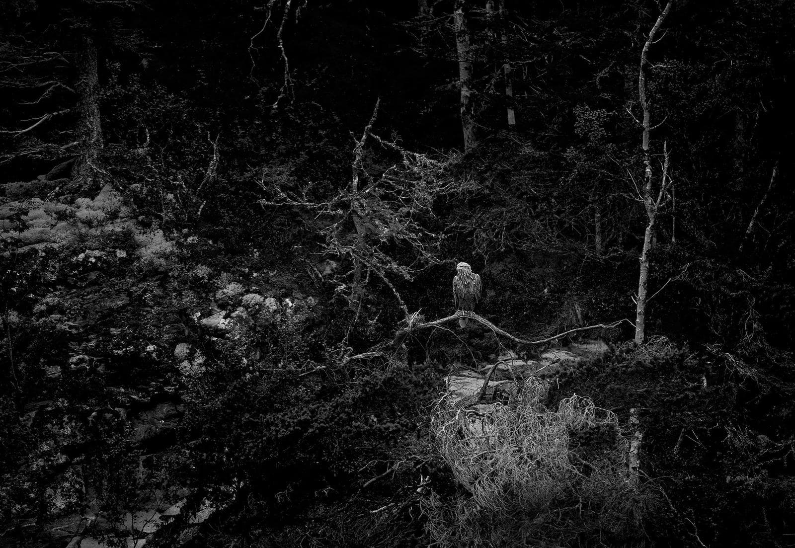 Vinter i ørnerigtet — 20