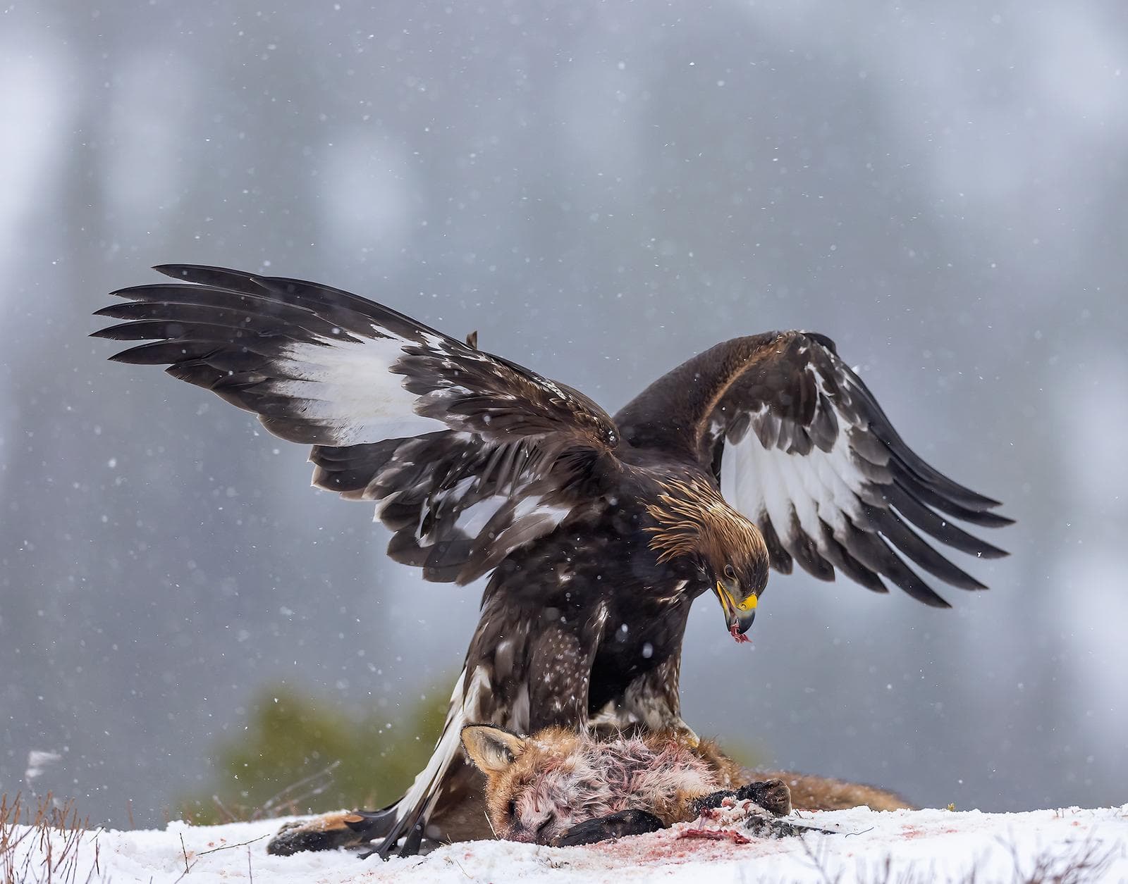 Vinter i ørnerigtet — 17