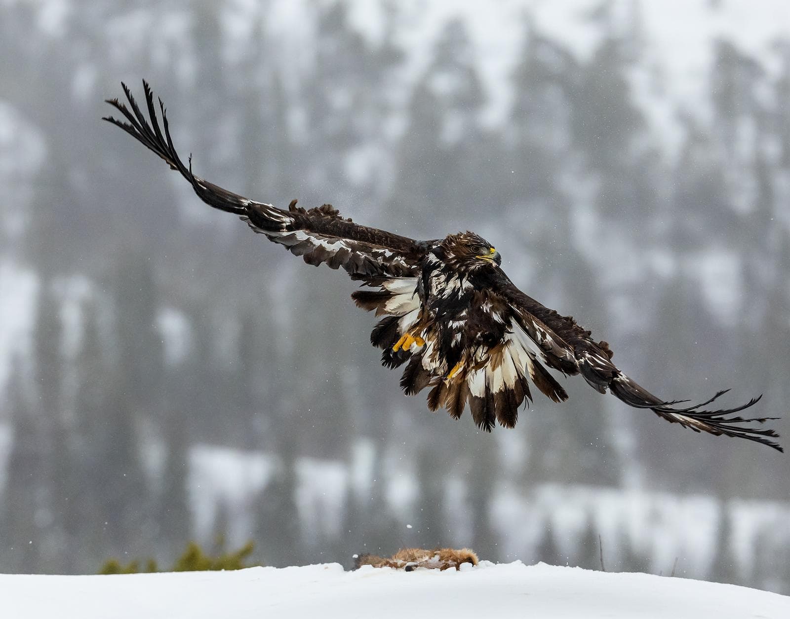 Vinter i ørnerigtet — 18