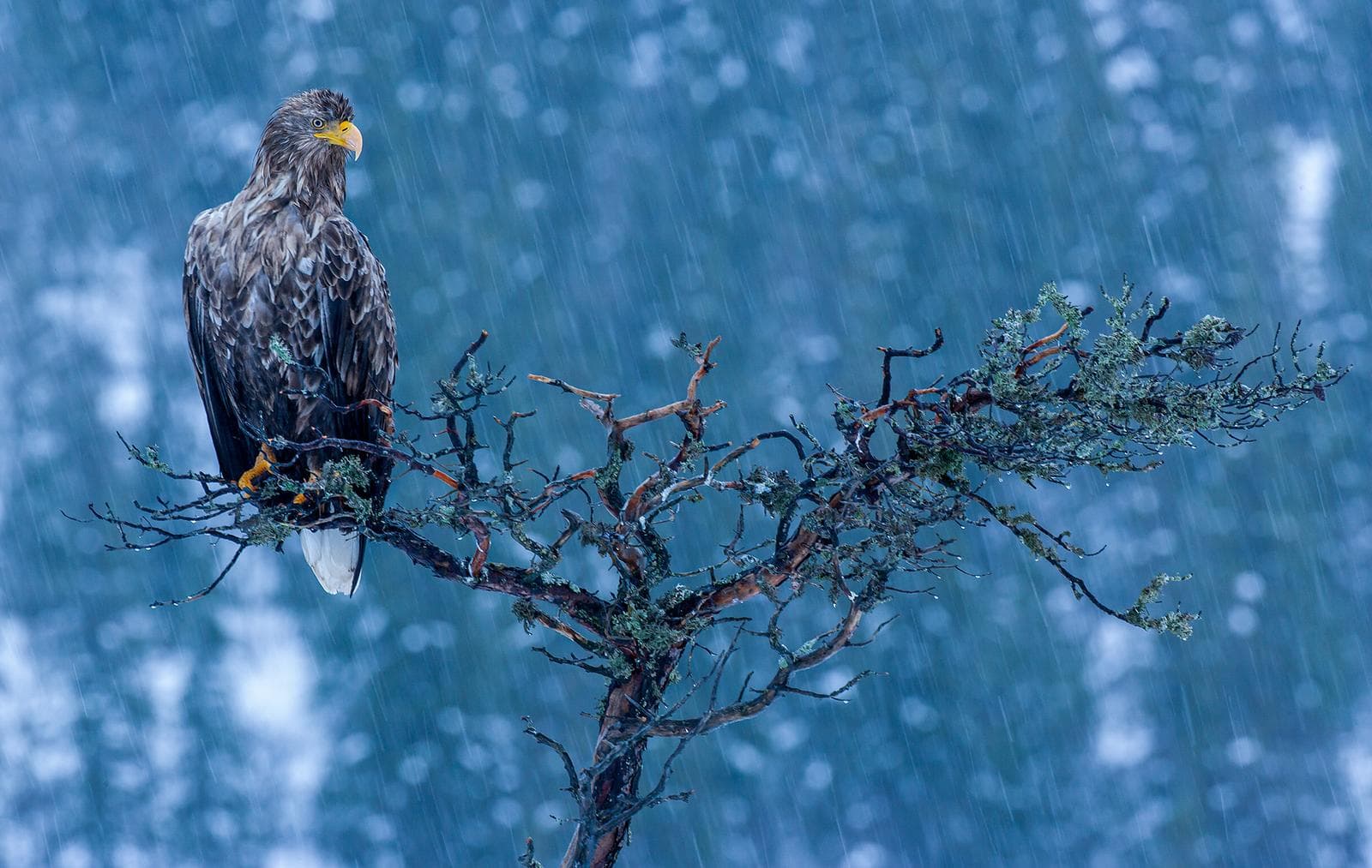 Vinter i ørnerigtet — 16