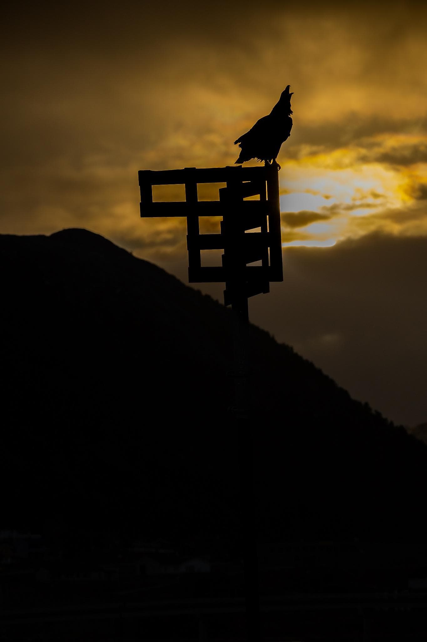 Vinter i ørnerigtet — 21