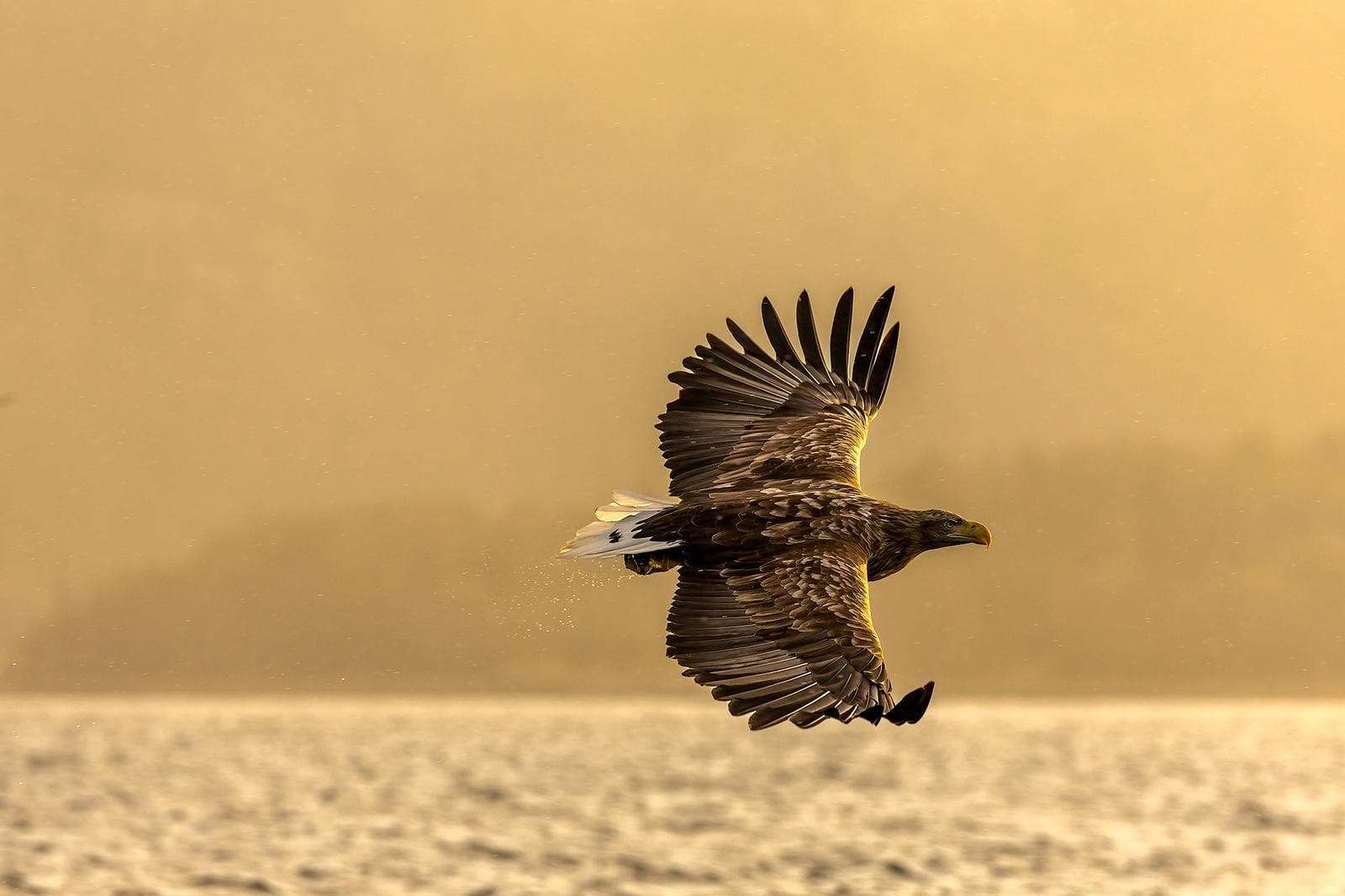 Vinter i ørnerigtet — 22