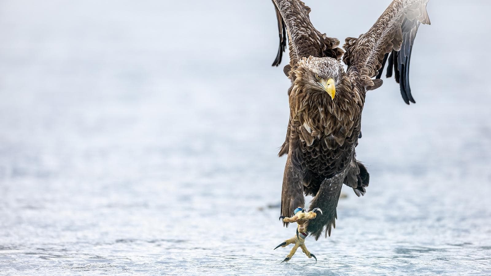 Vinter i ørnerigtet — 5