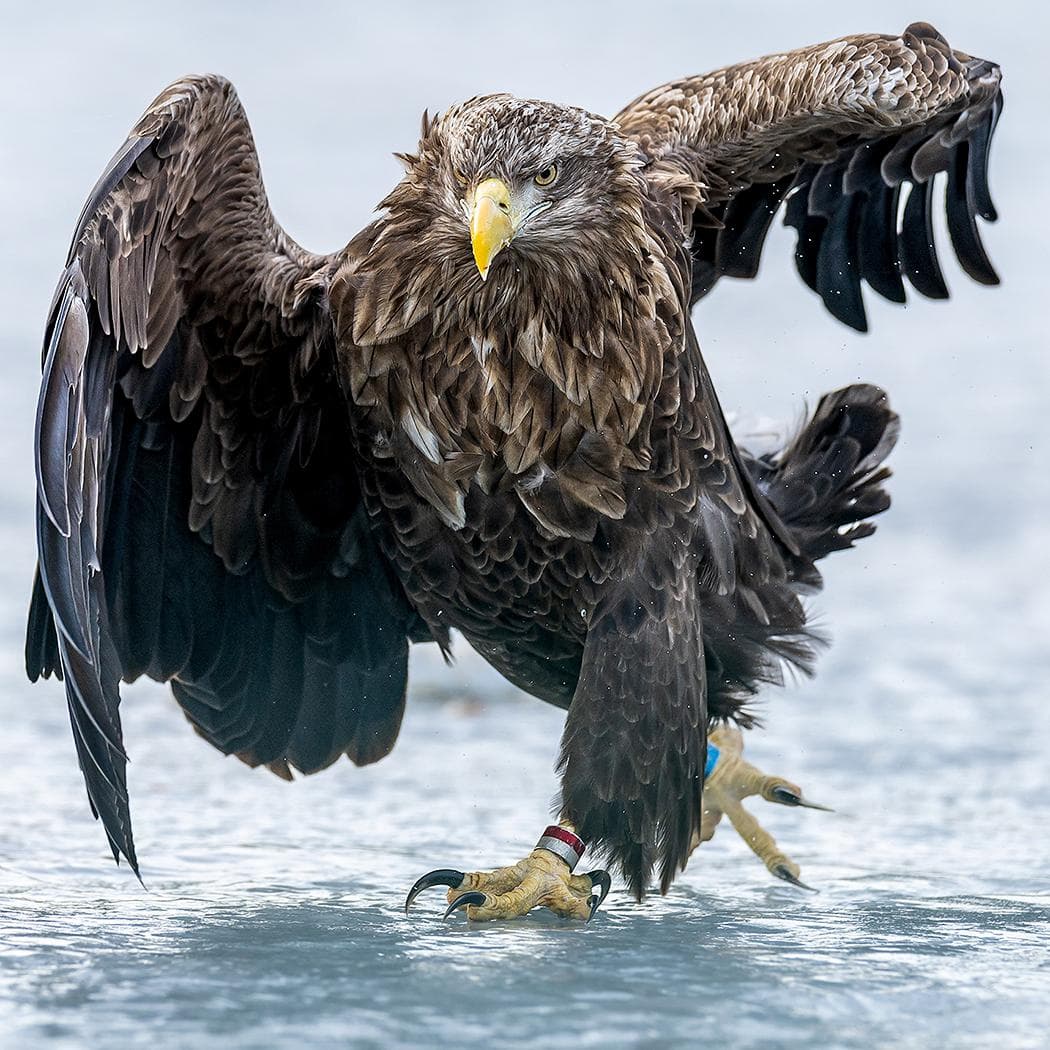 Vinter i ørnerigtet — 2