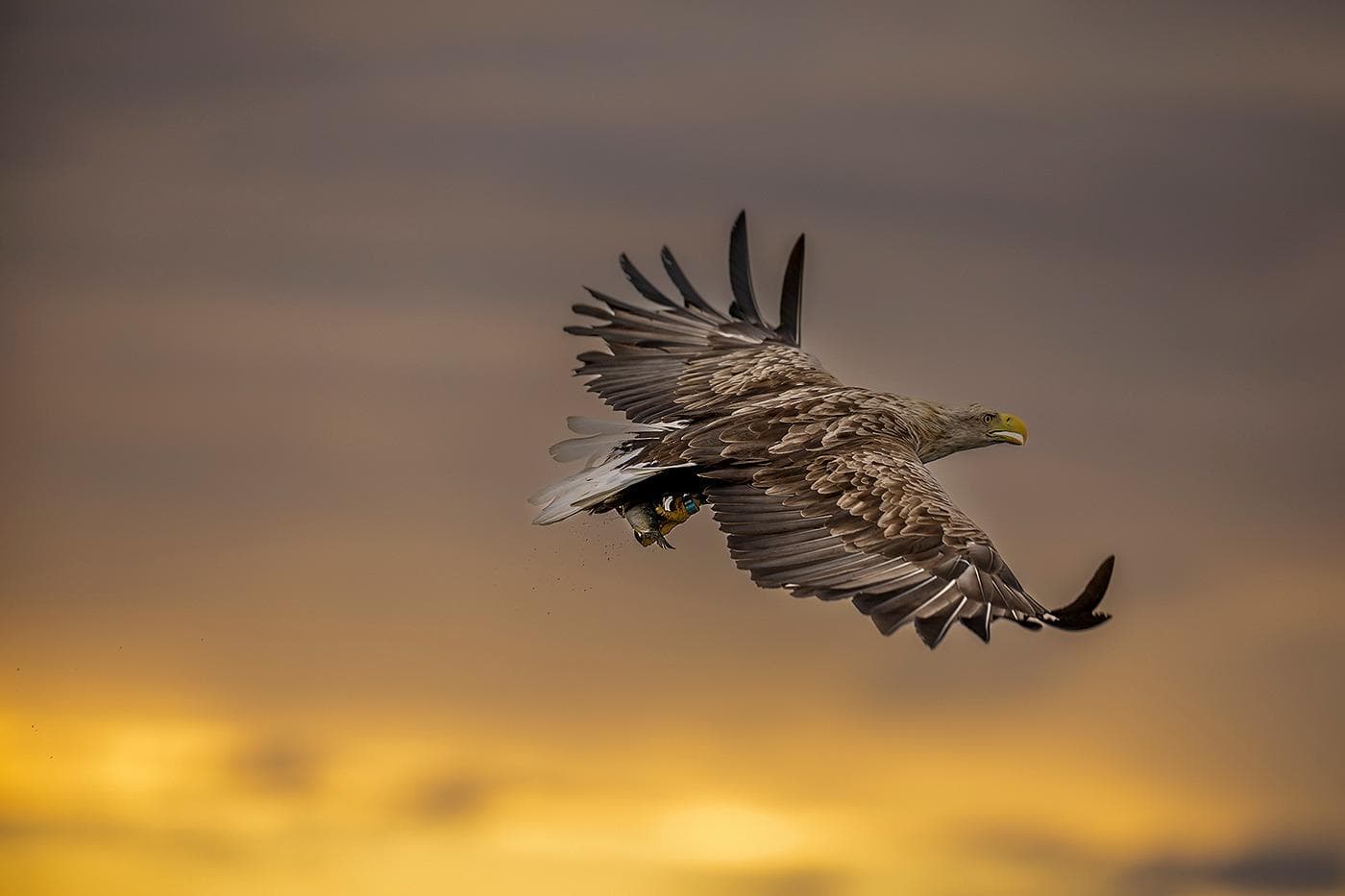 Vinter i ørnerigtet — 14