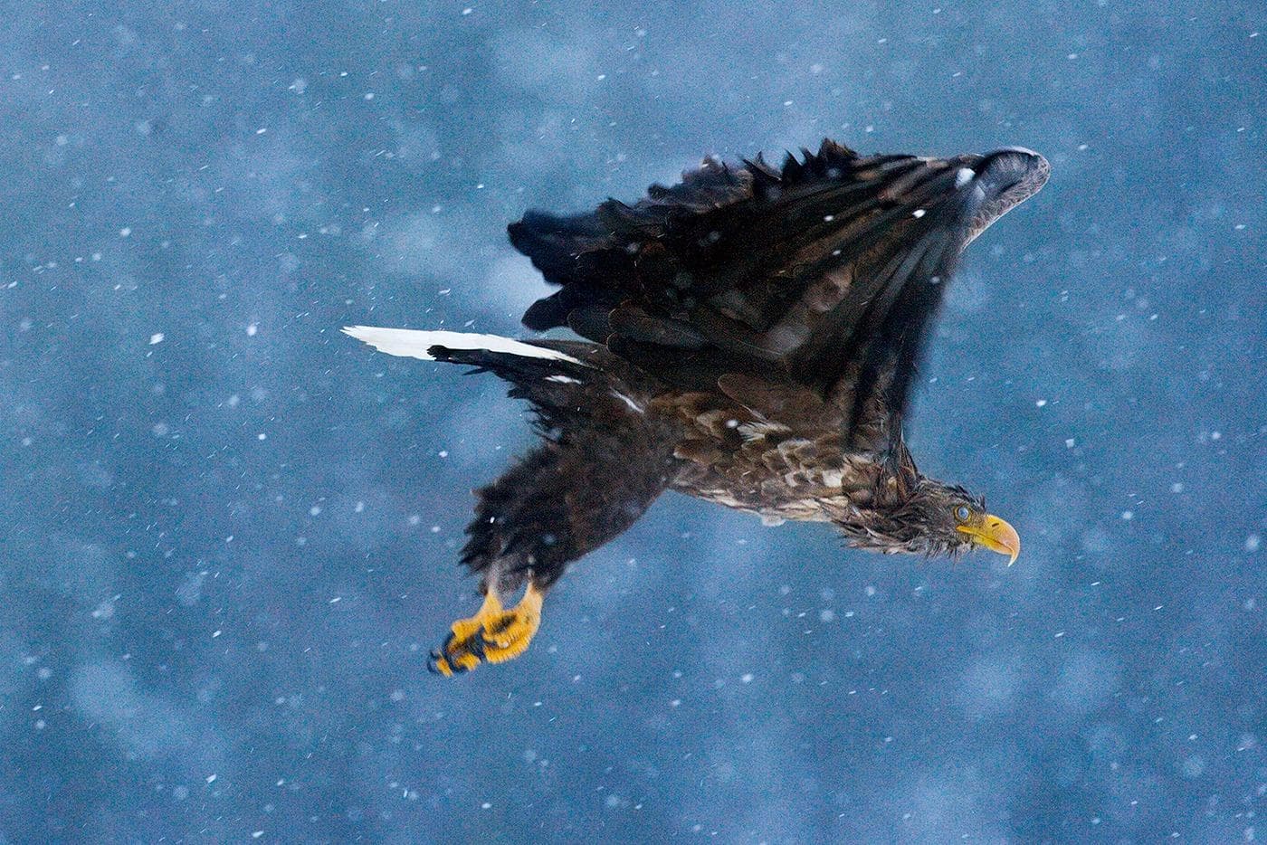 Vinter i ørnerigtet — 13