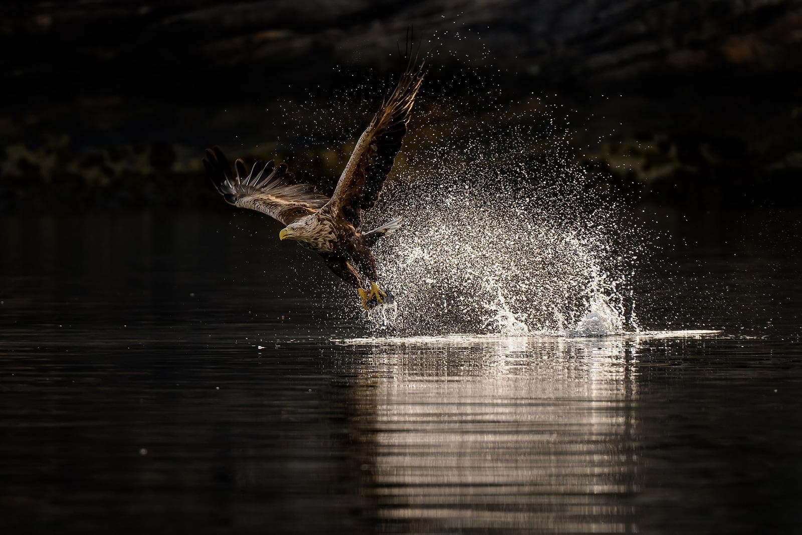 Vinter i ørnerigtet — 24