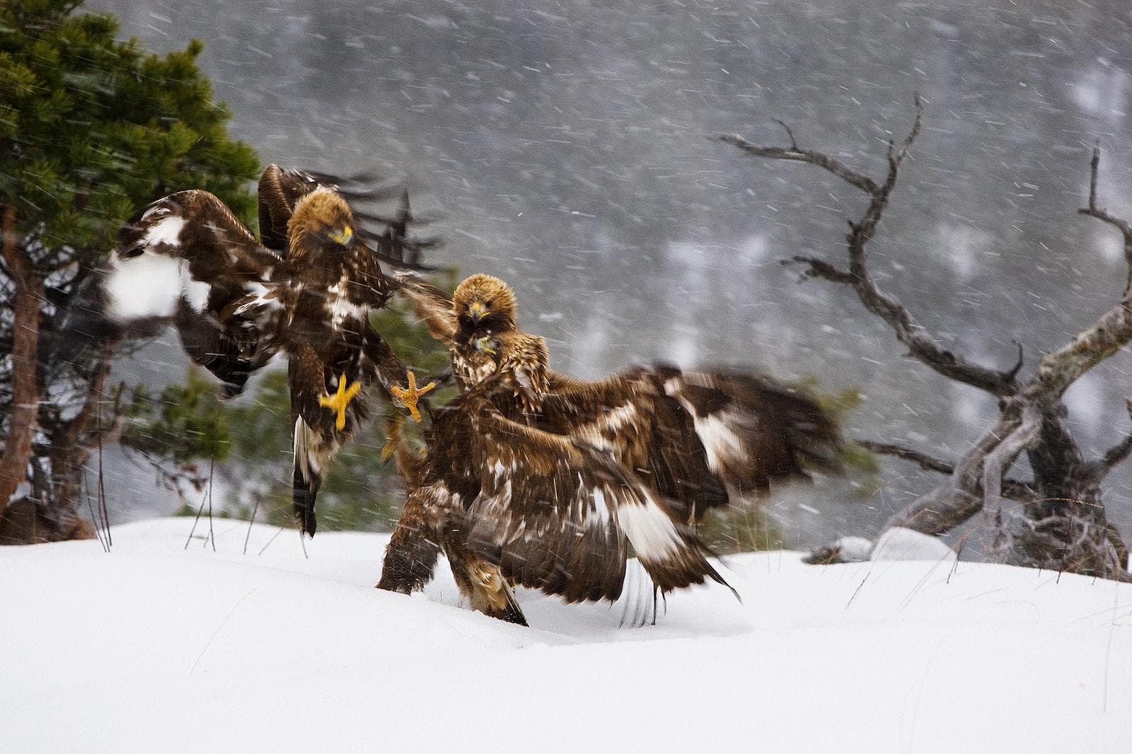 Vinter i ørnerigtet — 15