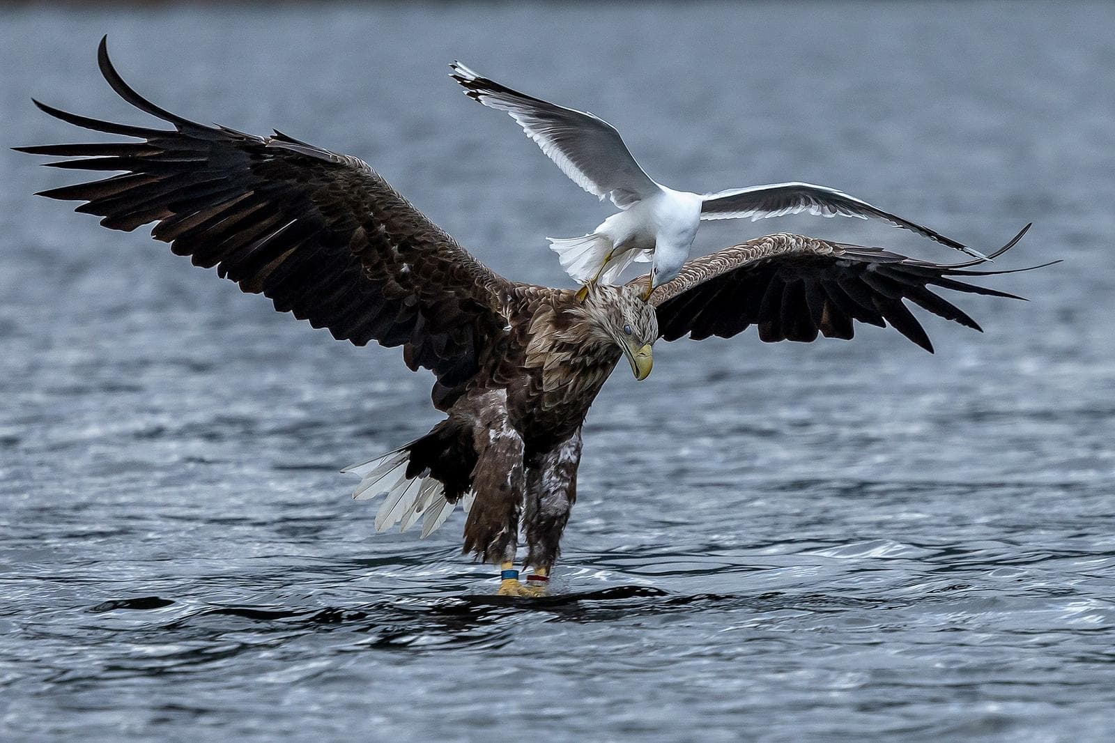 Vinter i ørnerigtet — 12